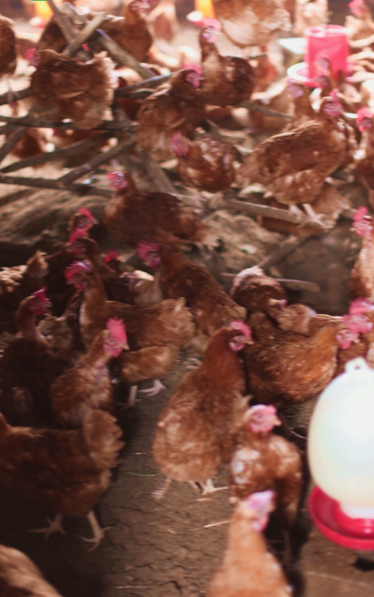 Mulugeta Yabsira - Gallery Photo 3